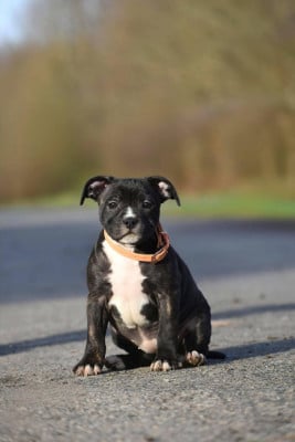 Les chiots de Staffordshire Bull Terrier