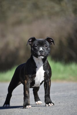 Les chiots de Staffordshire Bull Terrier