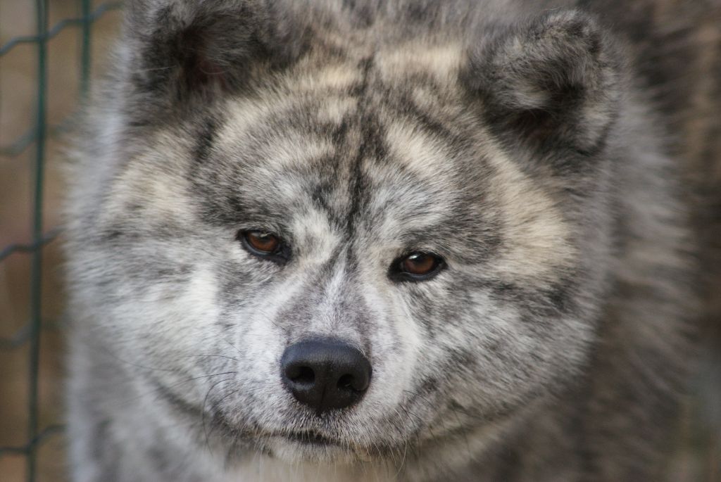 Publication : Naoko no senshi Auteur : Carolina Beckers