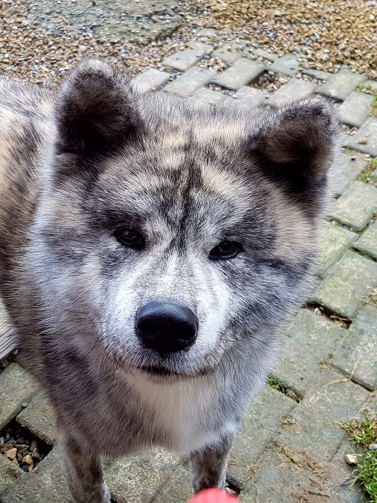 Publication : Naoko no senshi Auteur : Carolina Beckers