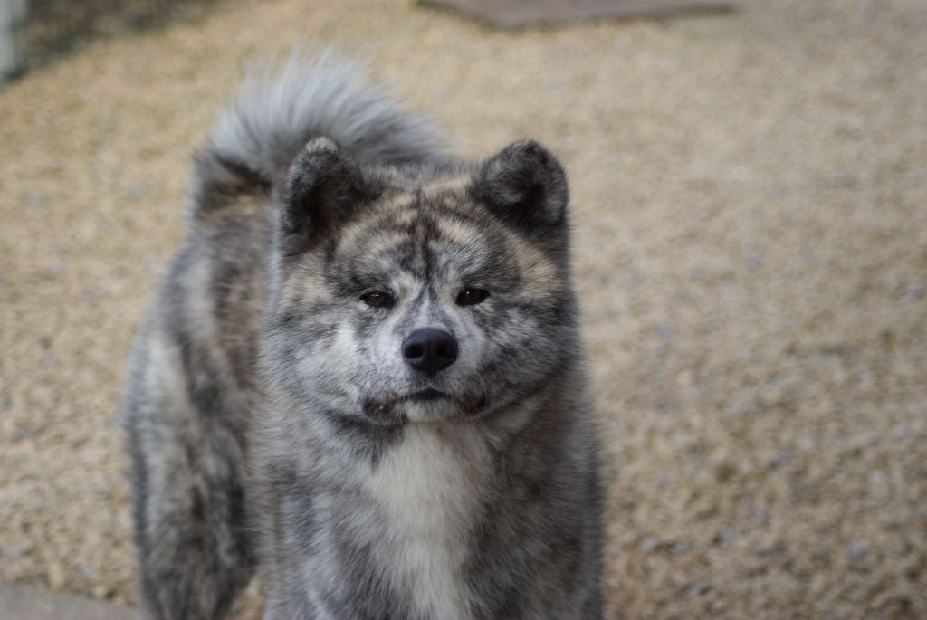 Publication : Naoko no senshi Auteur : Carolina Beckers