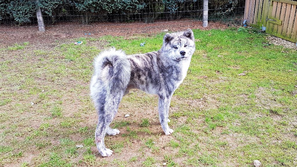 Publication : Naoko no senshi Auteur : Carolina Beckers