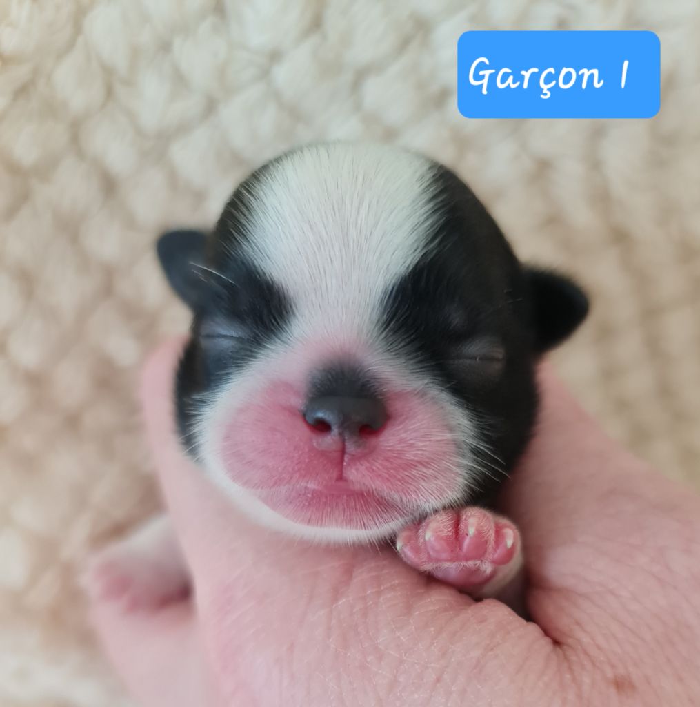 Shih Tzu - From Mellandco