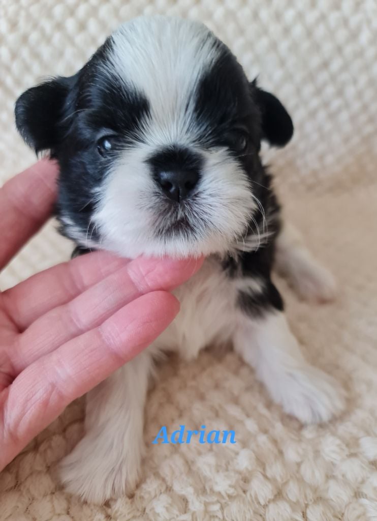 Shih Tzu - From Mellandco