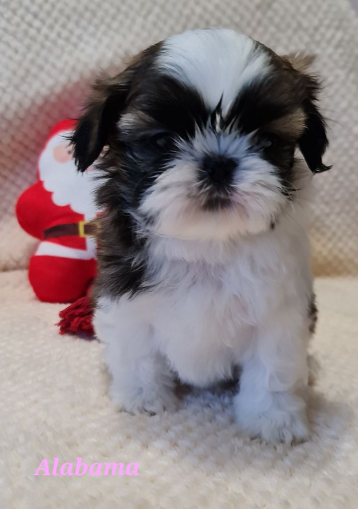 Shih Tzu - From Mellandco