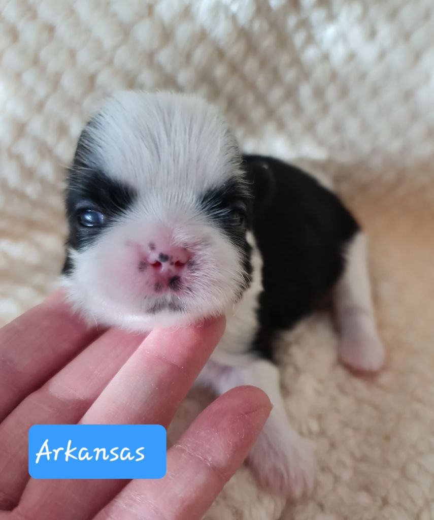 Shih Tzu - From Mellandco