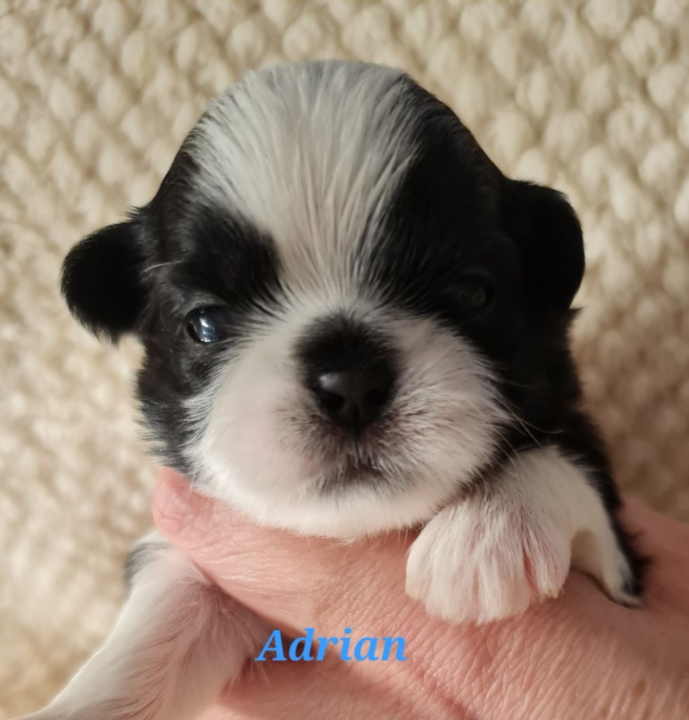 Shih Tzu - From Mellandco