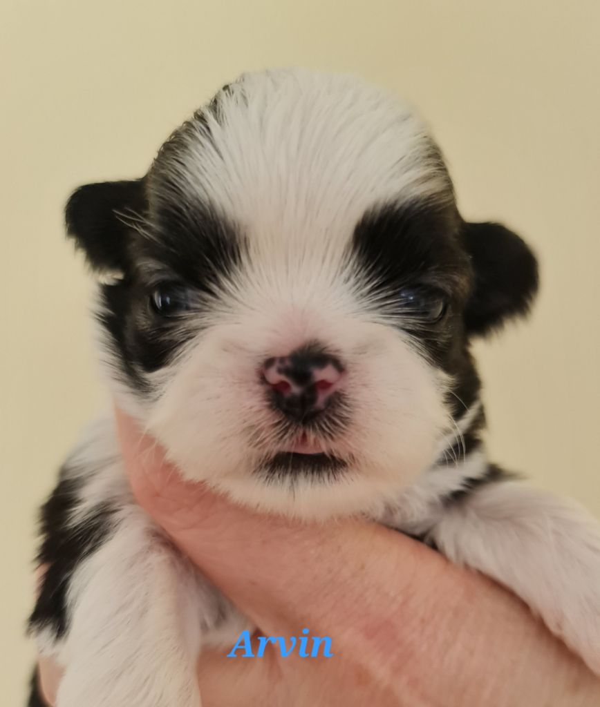 Shih Tzu - From Mellandco