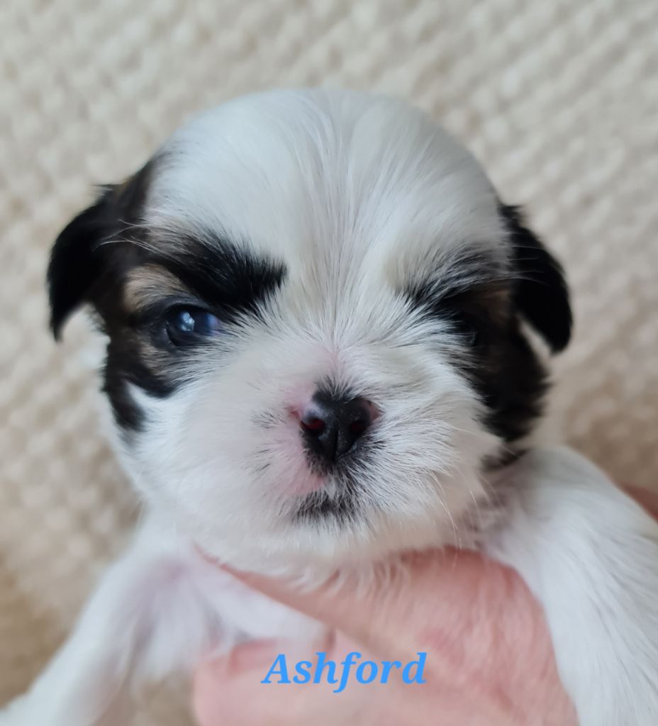 Shih Tzu - From Mellandco