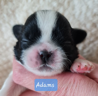 Les chiots de Shih Tzu