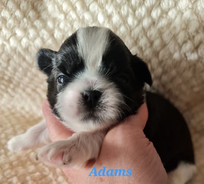 Les chiots de Shih Tzu