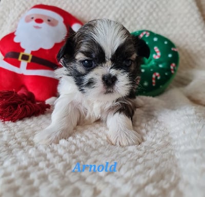Arnold - Shih Tzu