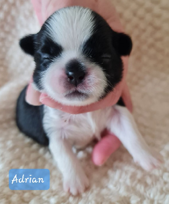 Les chiots de Shih Tzu