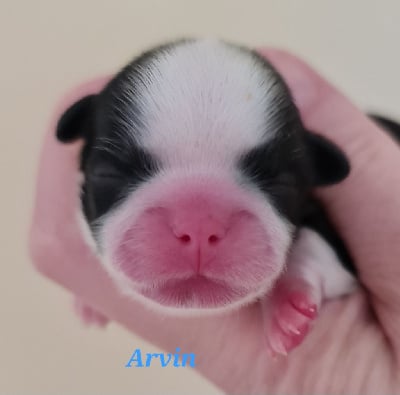 Les chiots de Shih Tzu