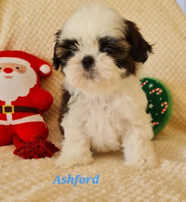Les chiots de Shih Tzu