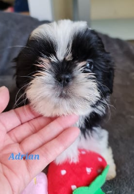 Les chiots de Shih Tzu