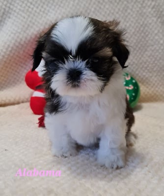 Les chiots de Shih Tzu