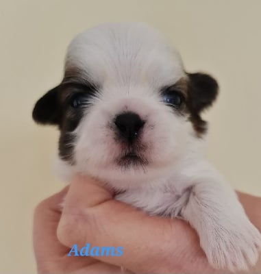 Les chiots de Shih Tzu