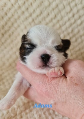 Les chiots de Shih Tzu