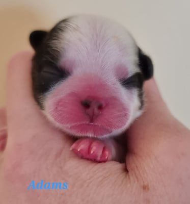 Les chiots de Shih Tzu