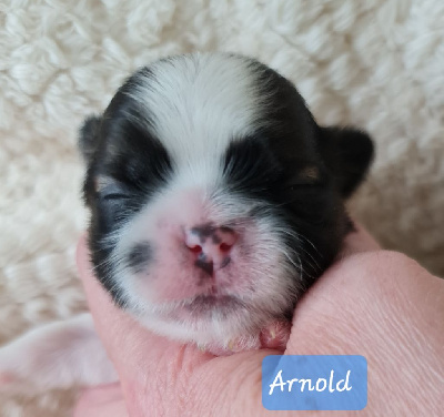 Les chiots de Shih Tzu