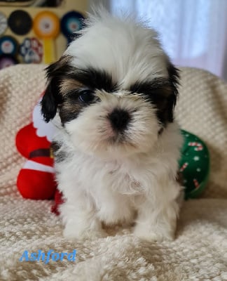 Les chiots de Shih Tzu