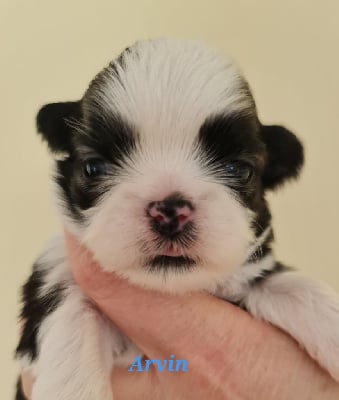 Les chiots de Shih Tzu