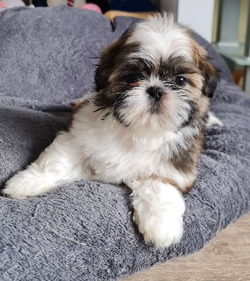 Les chiots de Shih Tzu