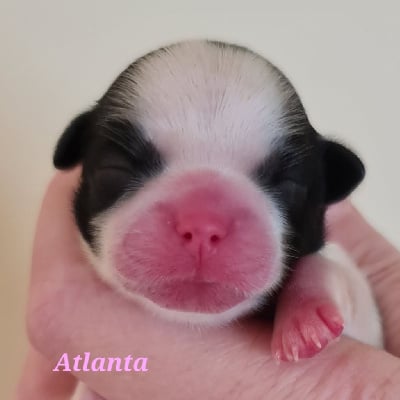 Les chiots de Shih Tzu