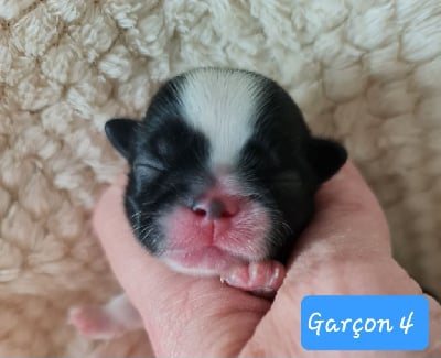 Les chiots de Shih Tzu