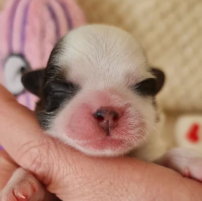 Les chiots de Shih Tzu