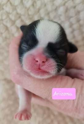 Les chiots de Shih Tzu