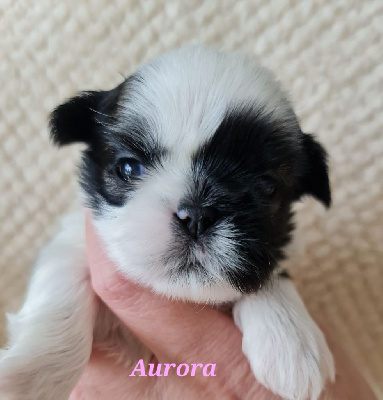 Les chiots de Shih Tzu