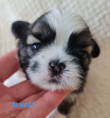 Les chiots de Shih Tzu