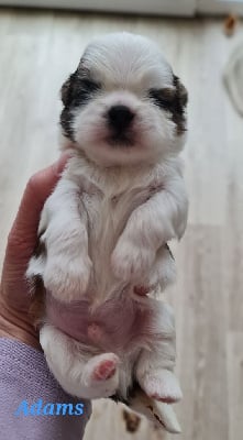 Les chiots de Shih Tzu