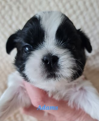 Les chiots de Shih Tzu