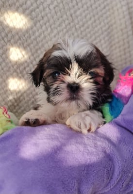 Les chiots de Shih Tzu