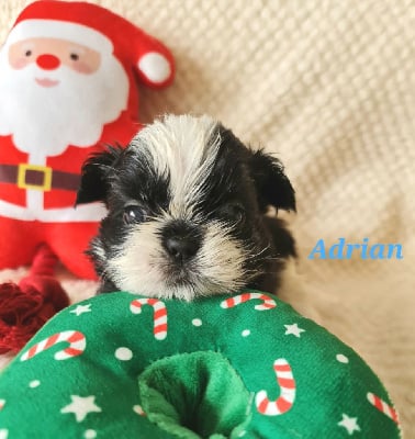 Adrian - Shih Tzu