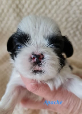 Les chiots de Shih Tzu