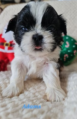 Adams - Shih Tzu