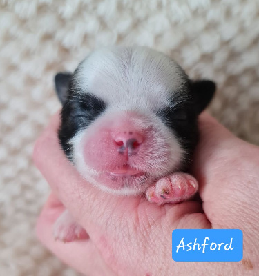 Les chiots de Shih Tzu