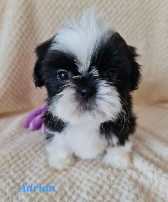 Les chiots de Shih Tzu