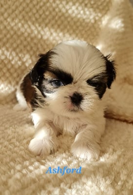 Les chiots de Shih Tzu