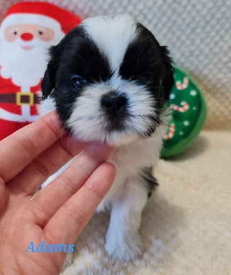 Les chiots de Shih Tzu