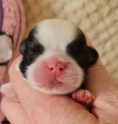 Les chiots de Shih Tzu