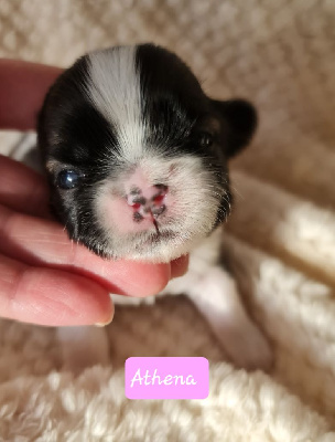 Les chiots de Shih Tzu