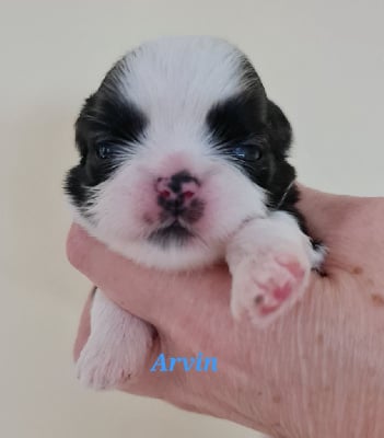 Les chiots de Shih Tzu