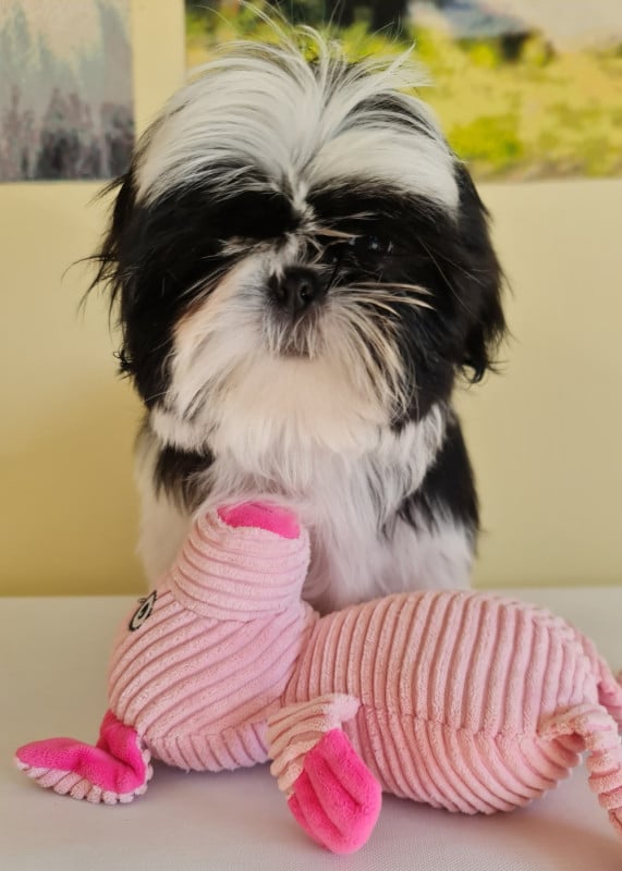 Shih Tzu - From Mellandco