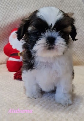 Shih Tzu - From Mellandco