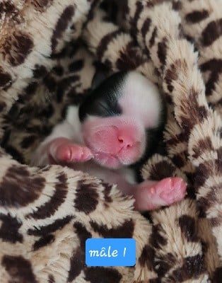 Shih Tzu - From Mellandco